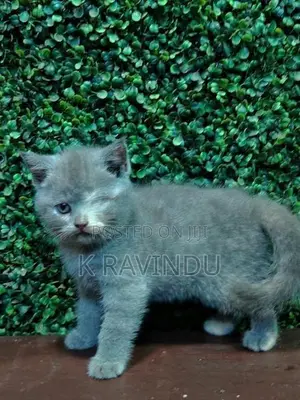 British Short Hair Kitten