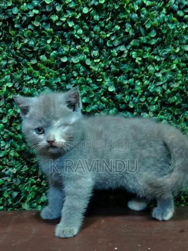 British Short Hair Kitten