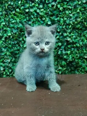 British Short Hair Kitten