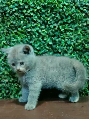 British Short Hair Kitten