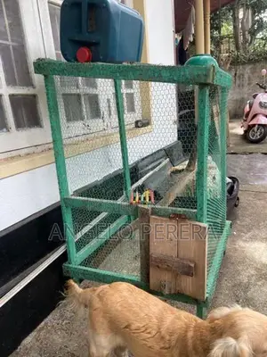 Bird Cage