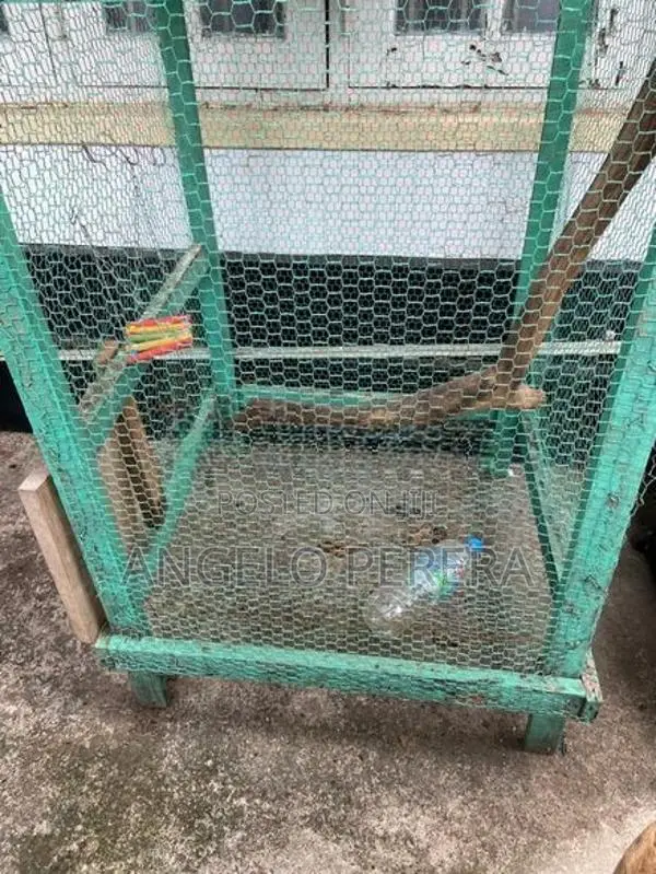 Bird Cage