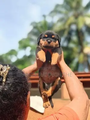 Rottweiler Dog