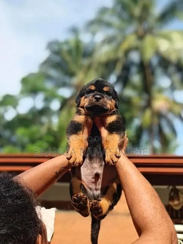 Rottweiler Dog