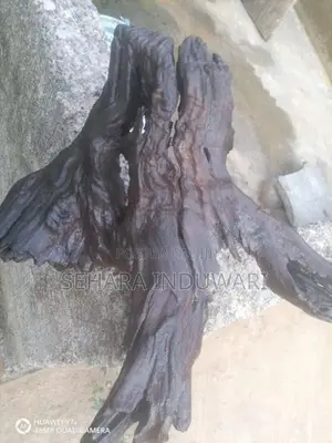 Aquarium පොඩි ලිය මුල