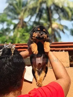 Rottweiler Dog