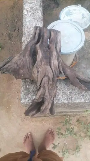 Aquarium පොඩි ලිය මුල