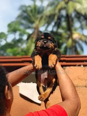 Rottweiler Dog