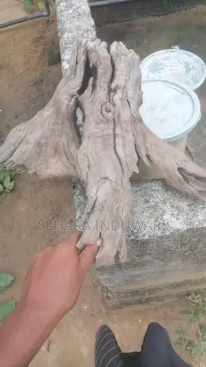 Aquarium පොඩි ලිය මුල