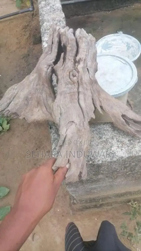 Aquarium පොඩි ලිය මුල