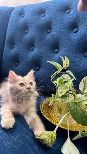 Persian Kittens
