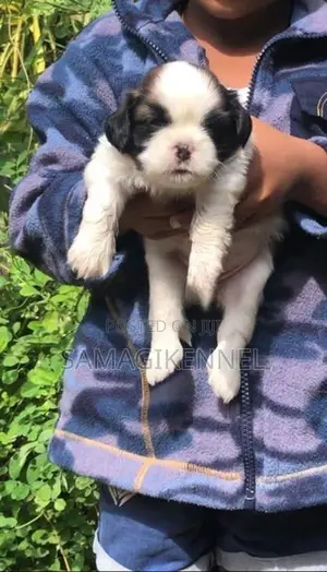 Shih Tzu Male Puppy