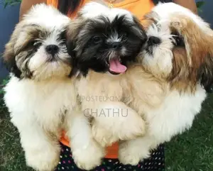 Shih Tzu Puppies