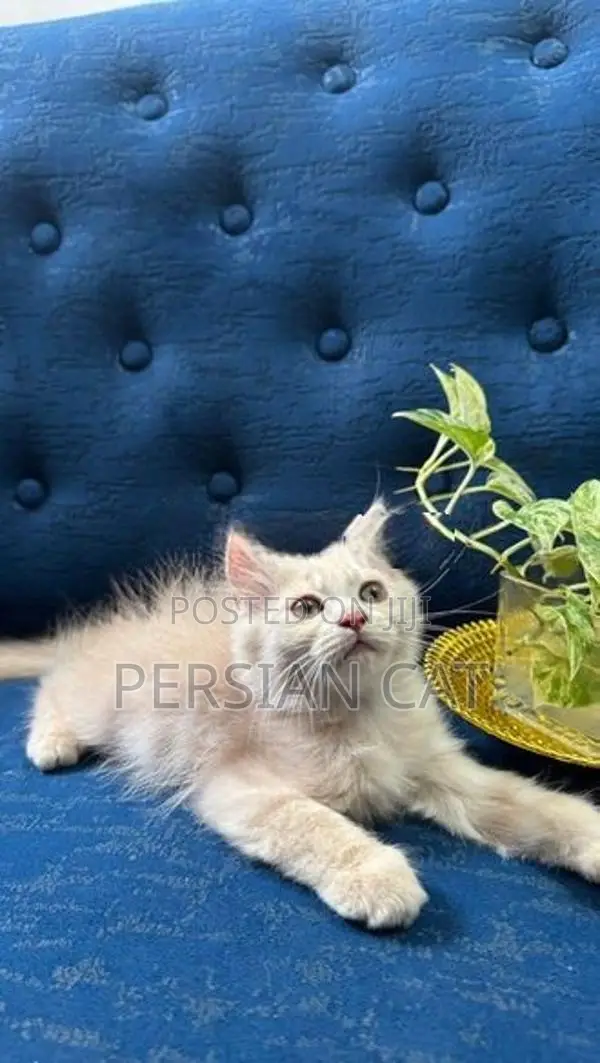 Persian Kittens