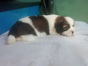 Shih Tzu Male Puppy
