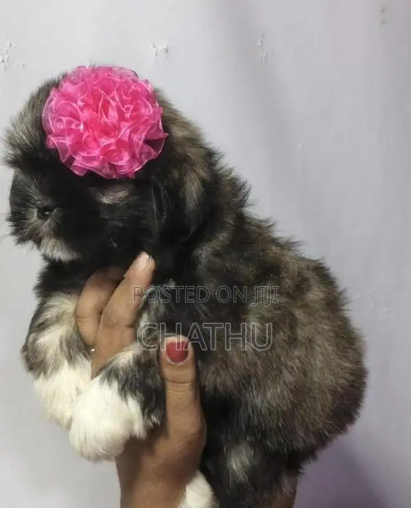 Shih Tzu Puppies