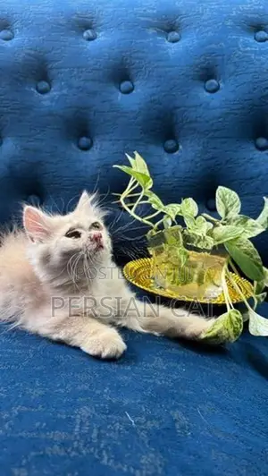 Persian Kittens