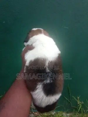 Shih Tzu Male Puppy