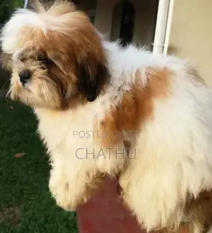 Shih Tzu Puppies