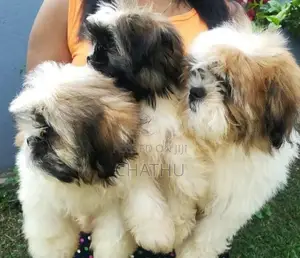 Shih Tzu Puppies