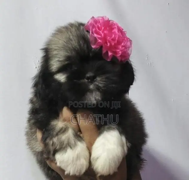 Shih Tzu Puppies