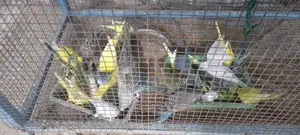 Love Birds