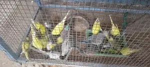 Love Birds