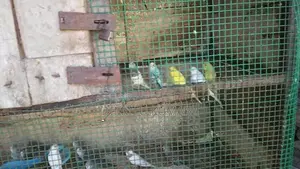 Love Birds