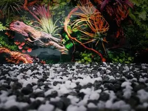 Fish Tank