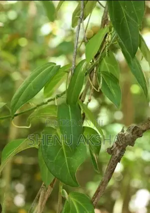 රසකිද වැල්