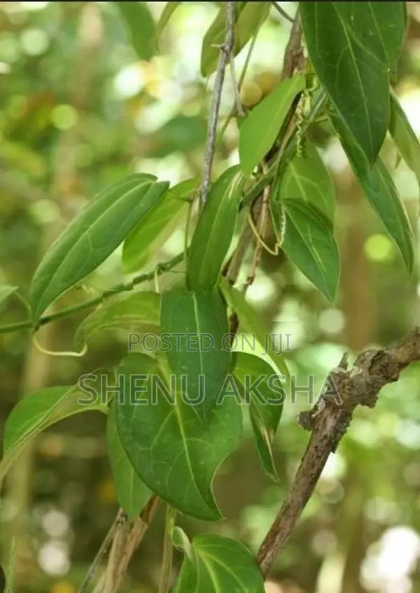 රසකිද වැල්