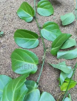 රසකිද වැල්