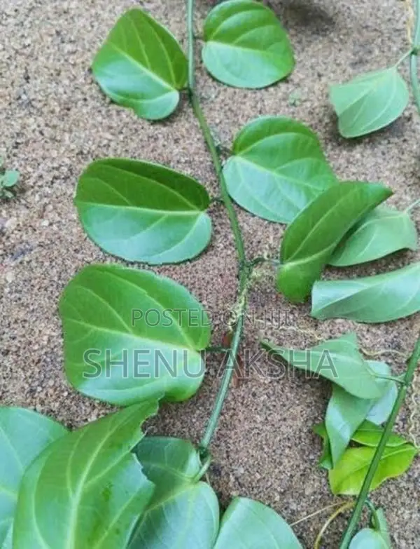 රසකිද වැල්