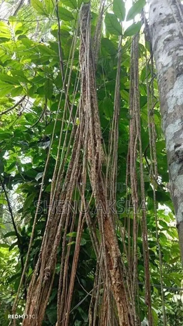 රසකිද වැල්