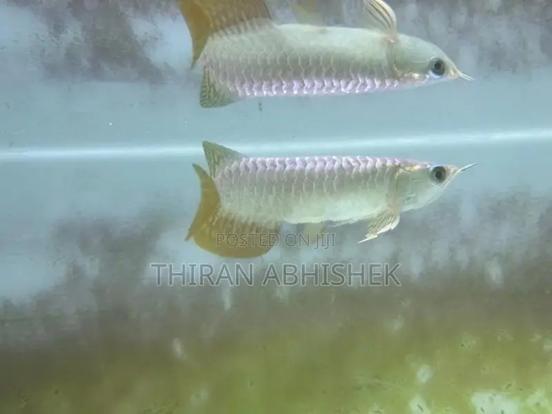 Golden Arowana