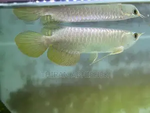 Golden Arowana
