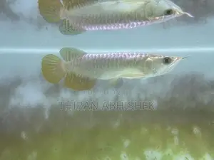 Golden Arowana