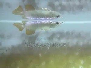 Golden Arowana