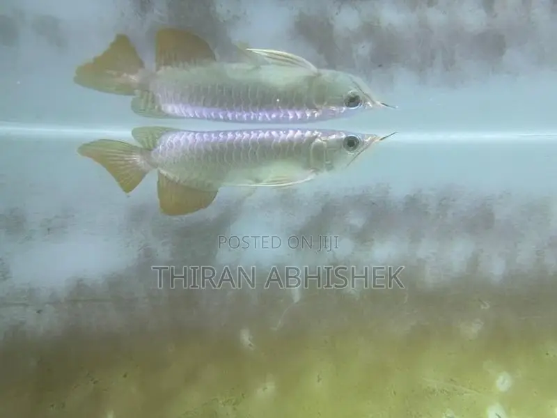 Golden Arowana