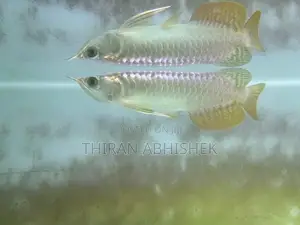 Golden Arowana