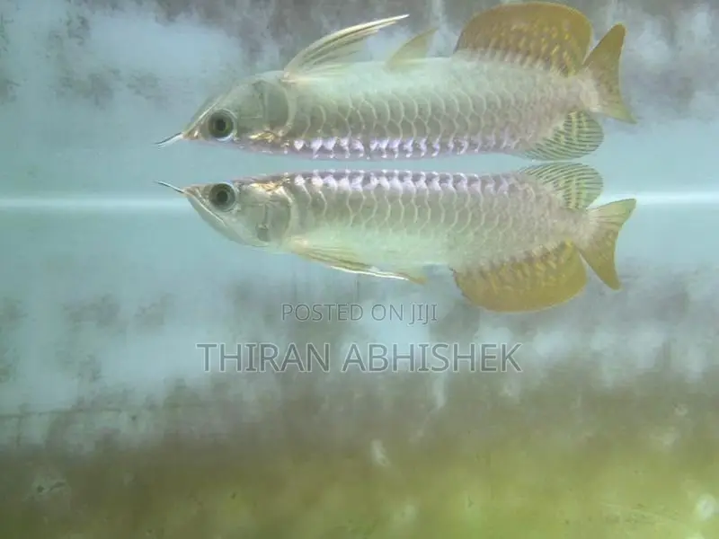 Golden Arowana