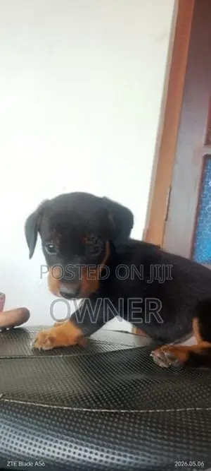 Dachshund Puppy