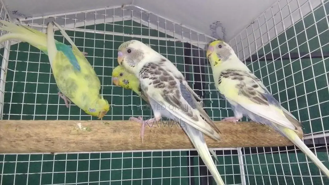 Love Bird Harlequin