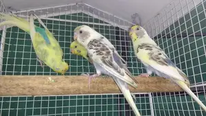 Love Bird Harlequin