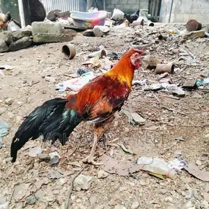 Rooster