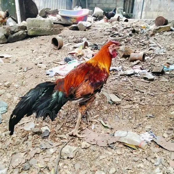Rooster