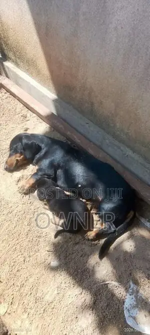 Dachshund Puppy