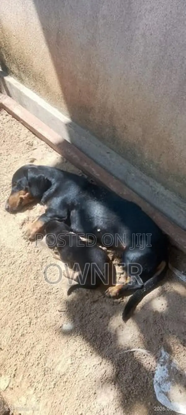 Dachshund Puppy