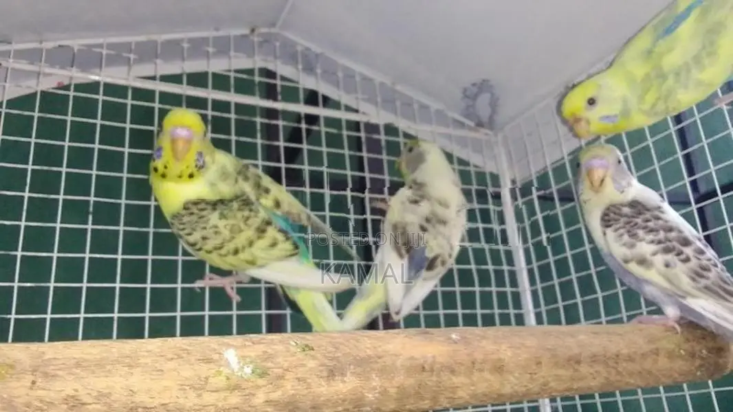 Love Bird Harlequin
