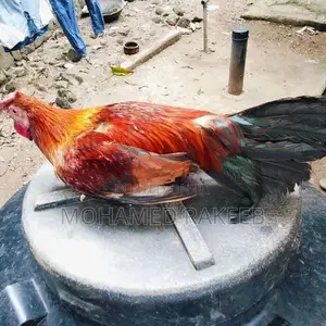 Rooster